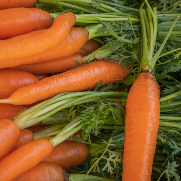 Carottes de sable en botte avec leurs fanes