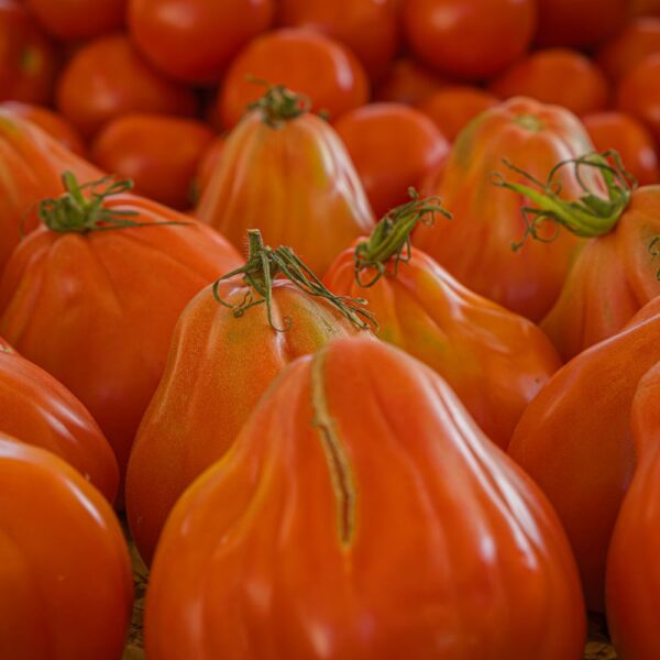 Tomates cœur de bœuf côtelées en cagette